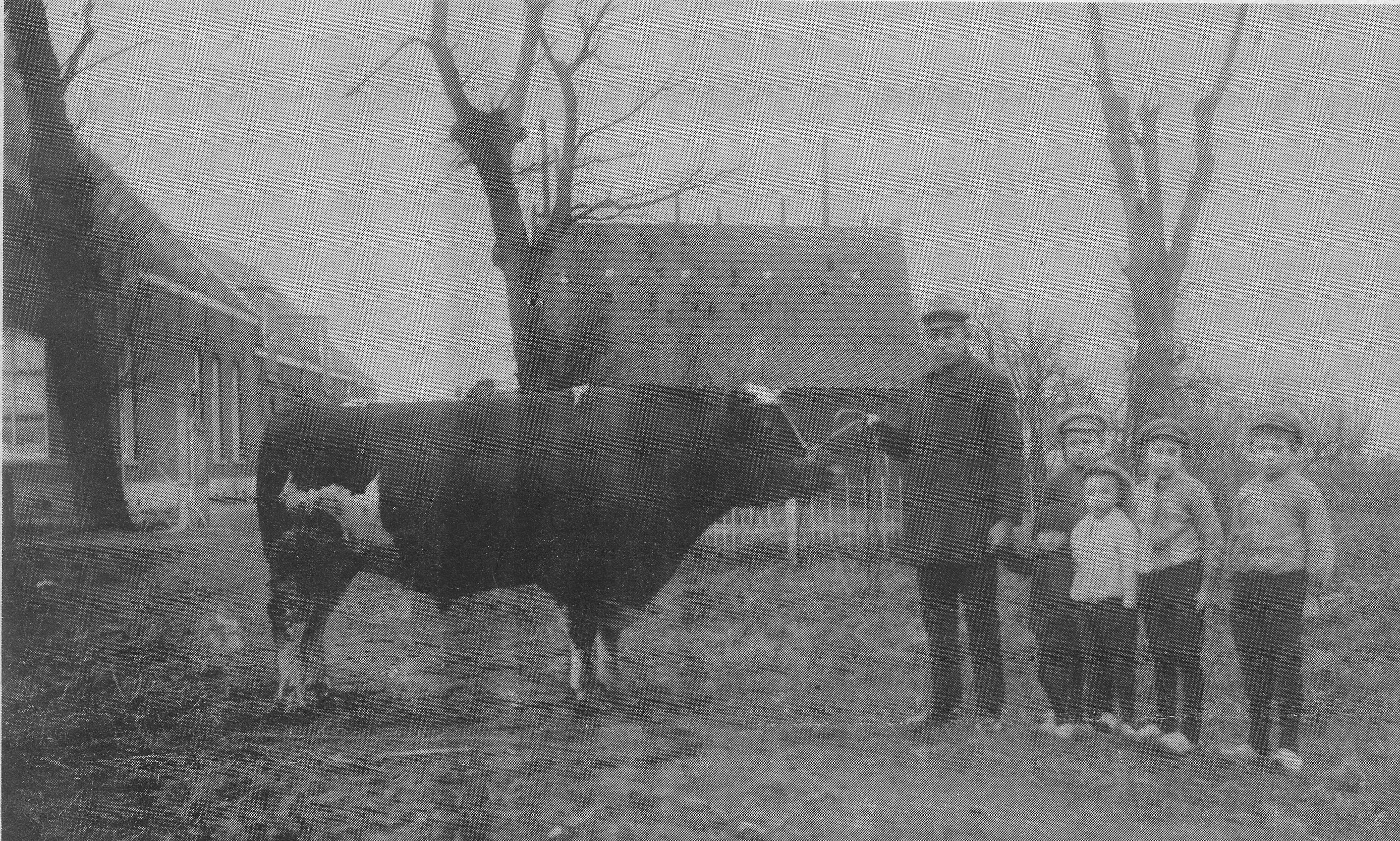 Nic van der Wel met kinderen en stier (ca. 1910)